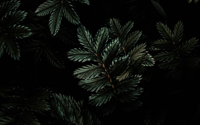 Темные обои