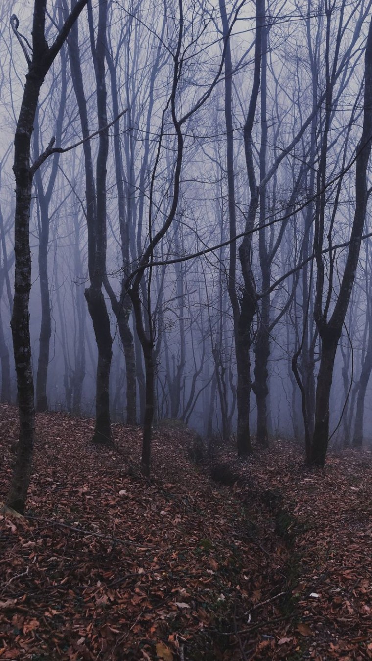 Мрачный лес в тумане