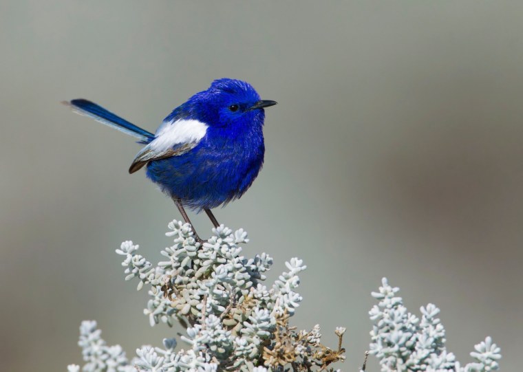 Птица цвета ультрамарин