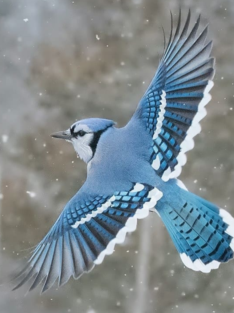 Хохлатая голубокрылая Сойка