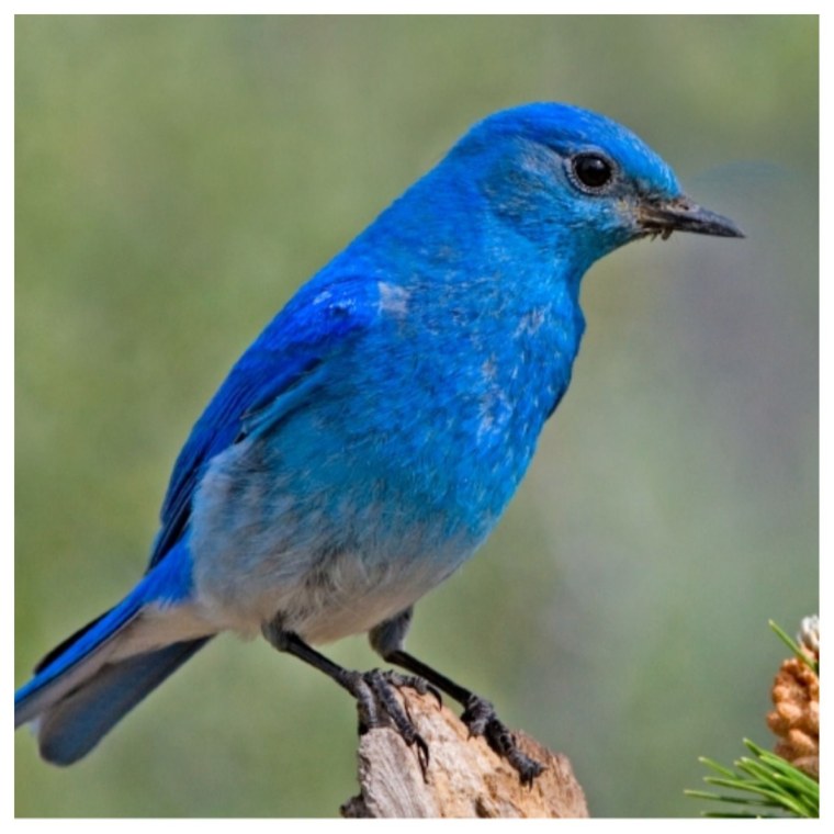 Mountain Bluebird птица