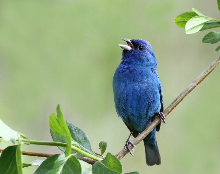 Танагра птица синяя