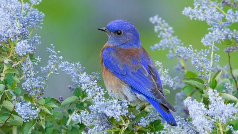 Голубая птичка с ромашками
