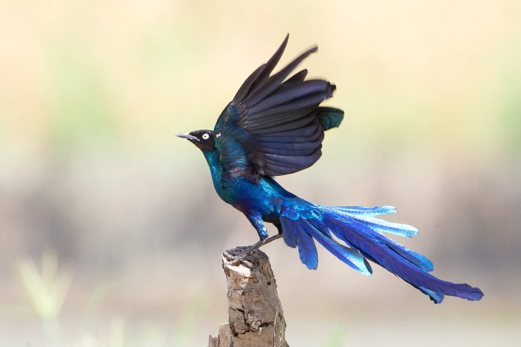 Синяя птица фото