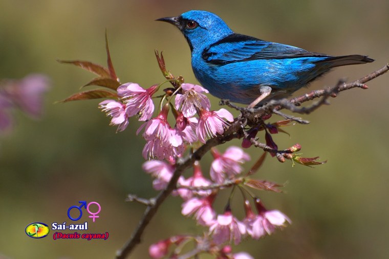 Синяя птица в красной книге