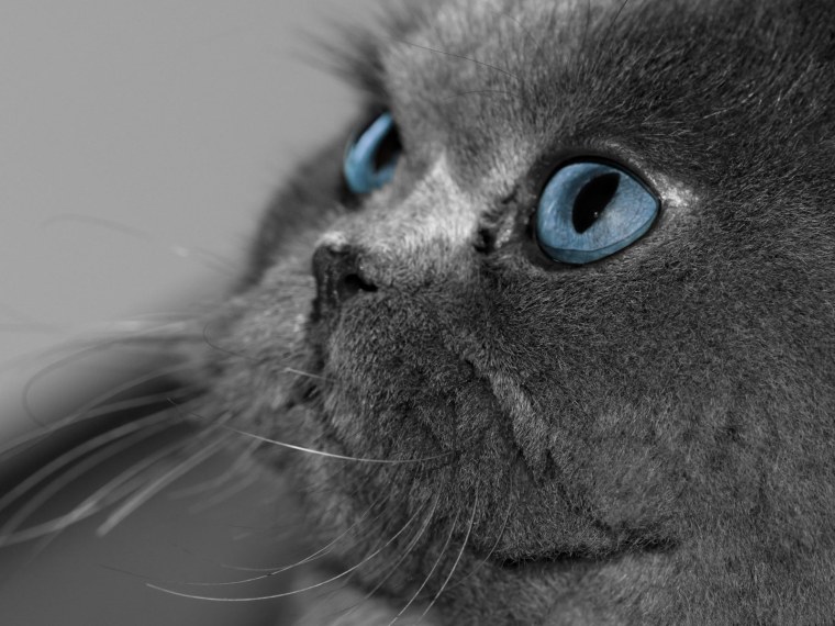 Вислоухая кошка с голубыми глазами