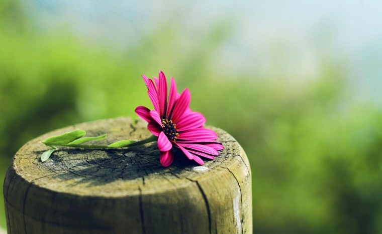 Цветы Макросъемка