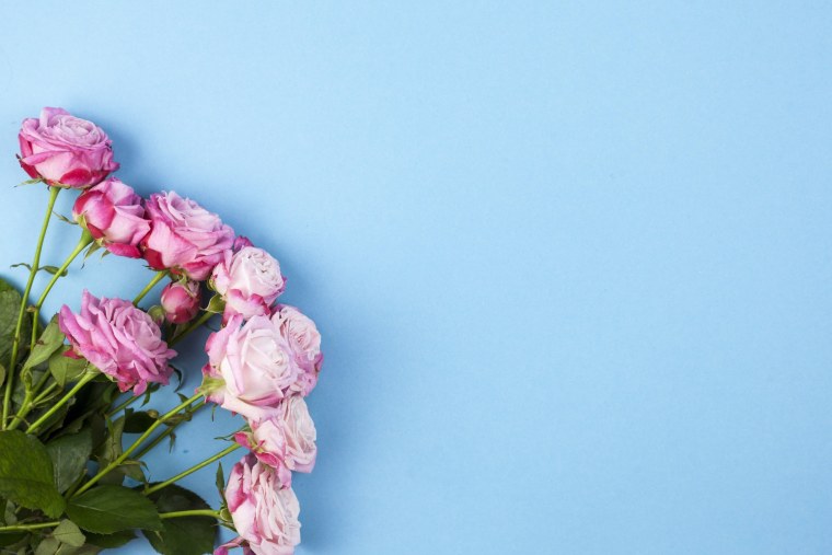 Цветы на однотонном фоне