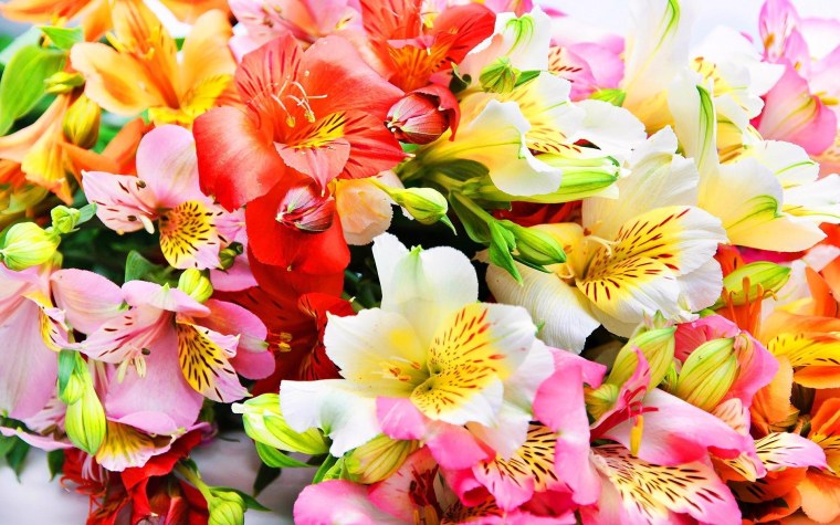 Астрамерии разноцветные