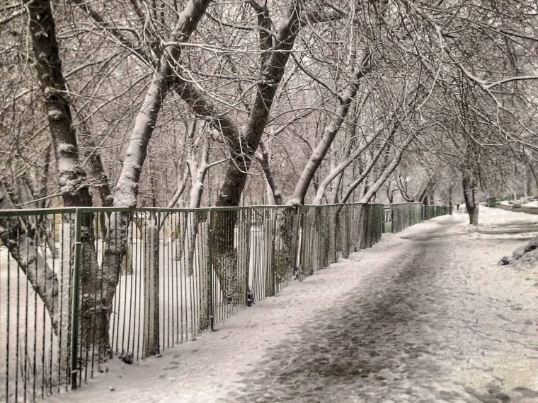 Дождливый лес