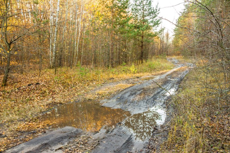 Дождь в осеннем лесу