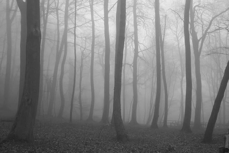 Лес СЛЕНДЕРМЕНА Пенсильвания