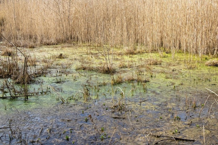 ДЗЯКИНСКОЕ болото