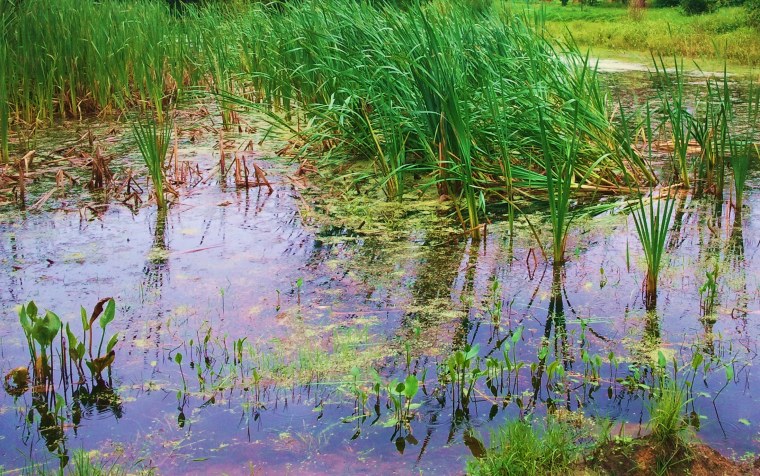 Болото для дошкольников