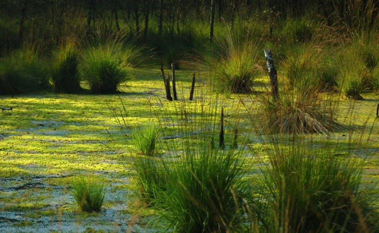 Мультяшный фон болота