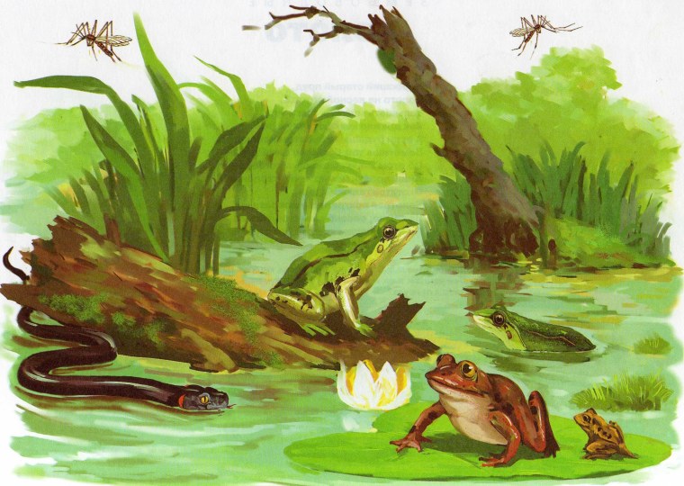 Болото для дошкольников