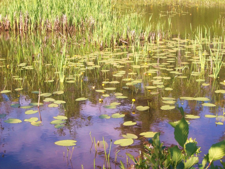 Болото для дошкольников