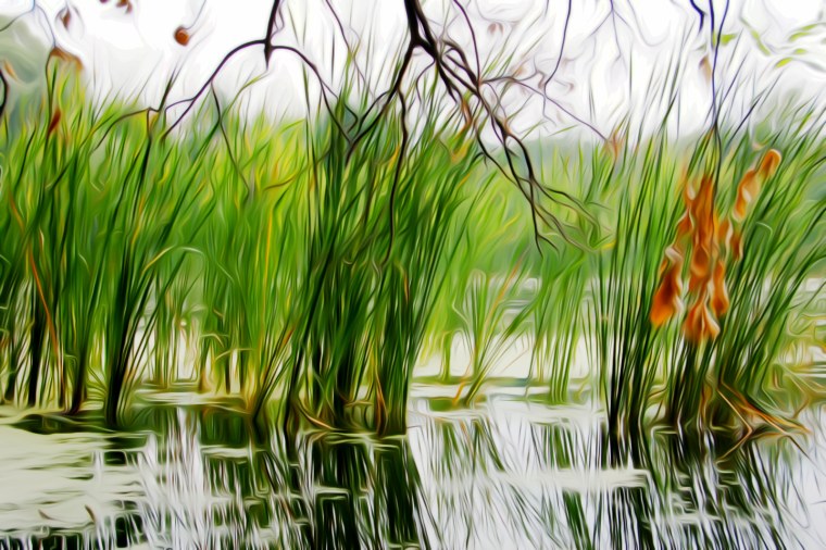 Водяные лилии цветы Миссисипи