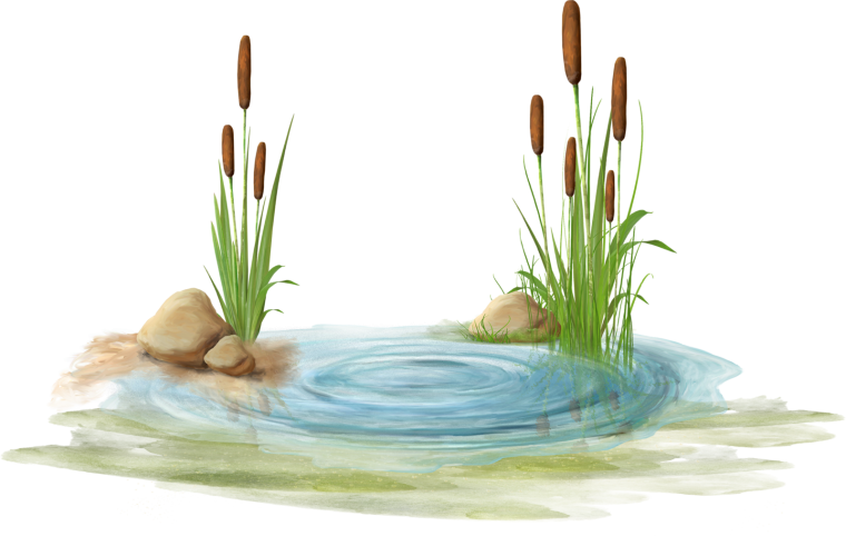 Обитатели пресных вод