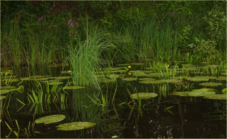 Болото мультяшное