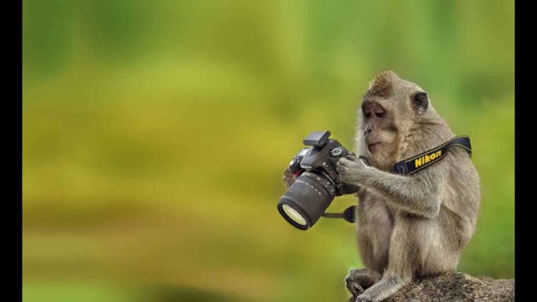 Обезьяна с фотоаппаратом