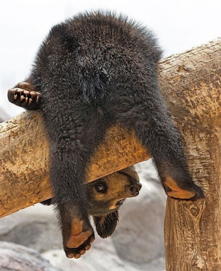 Животные приколы