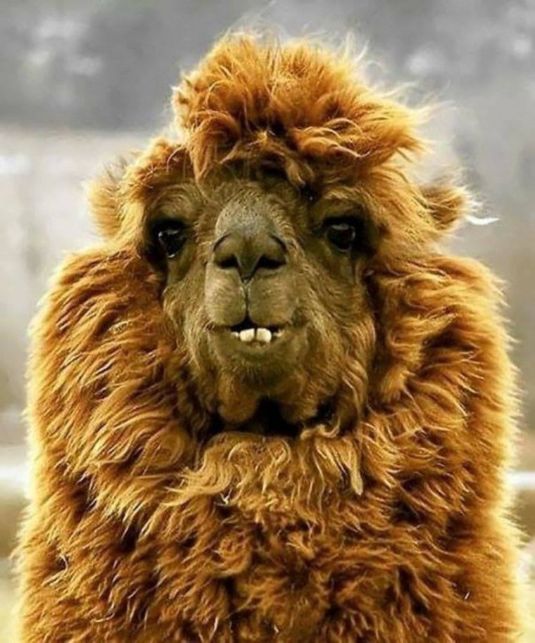 Альпака Дукалис