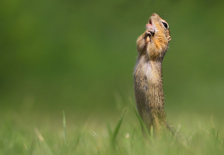 Злой суслик