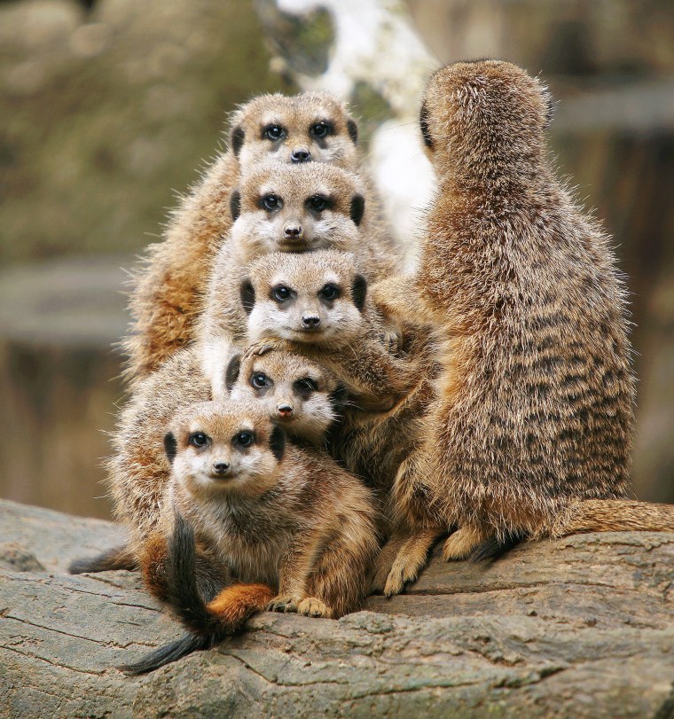 Пепсикольные животные