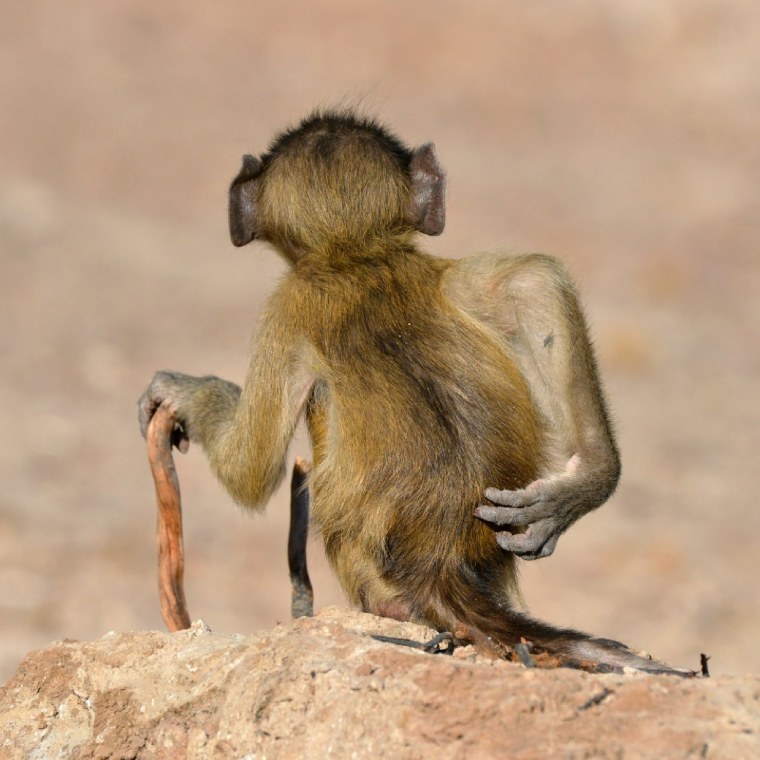 Comedy Wildlife Photography Awards 2020