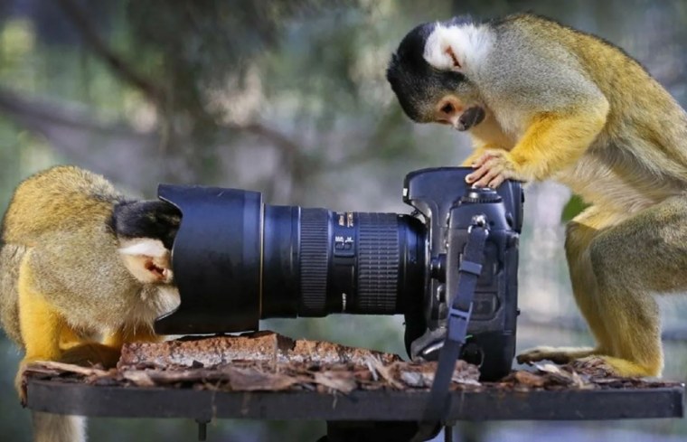 Смешные картинки с животными