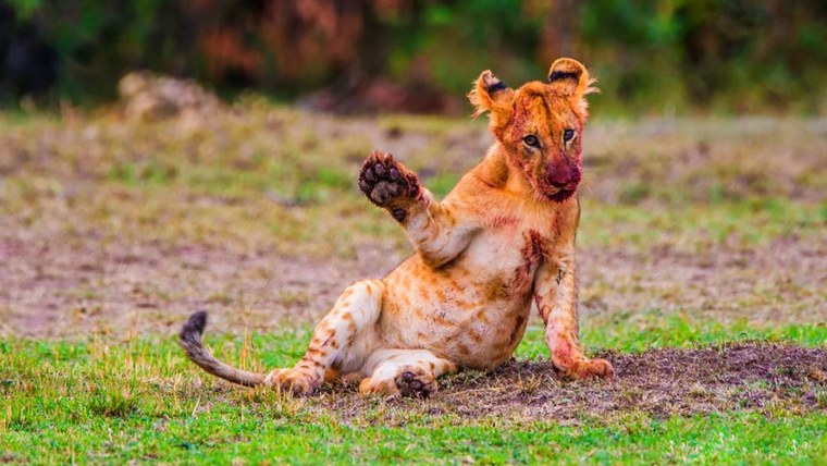 Прикольные фото животных