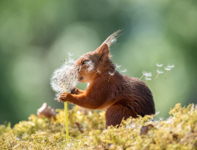 Фотограф Герт Вегген белка