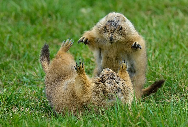 Суслики дерутся