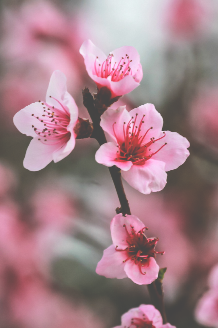 Волшебные бабочки