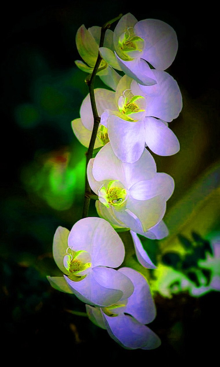 Цветы макро обои