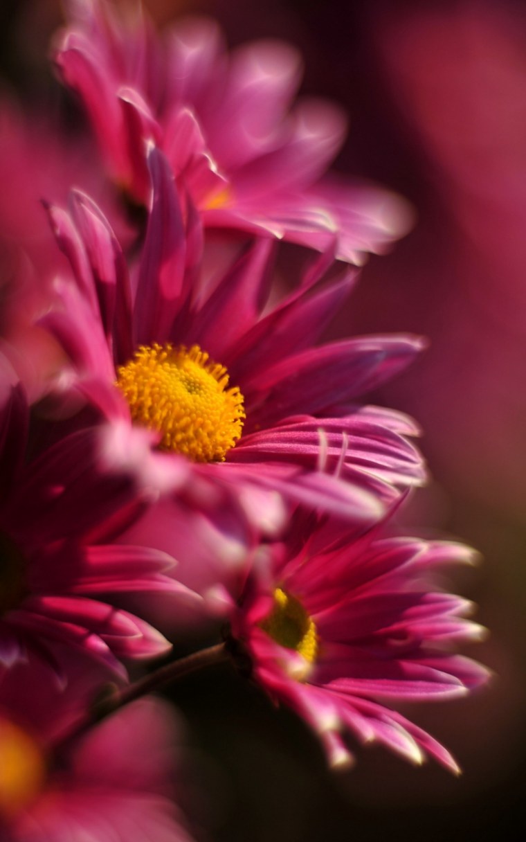 Фотопечать Орхидея