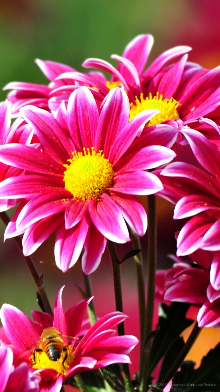 Яркие цветочки