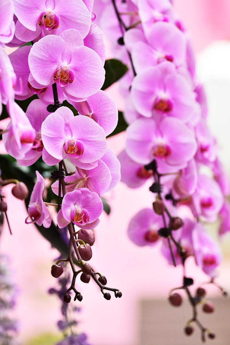 Цветы яркие вертикальные