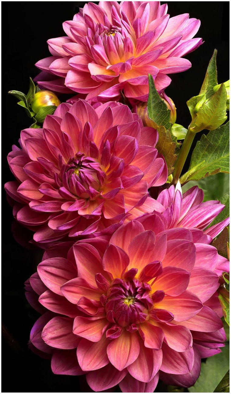 Розовые цветы