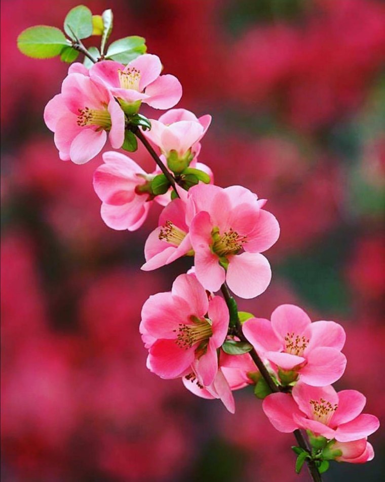 Гербера Cleopatra