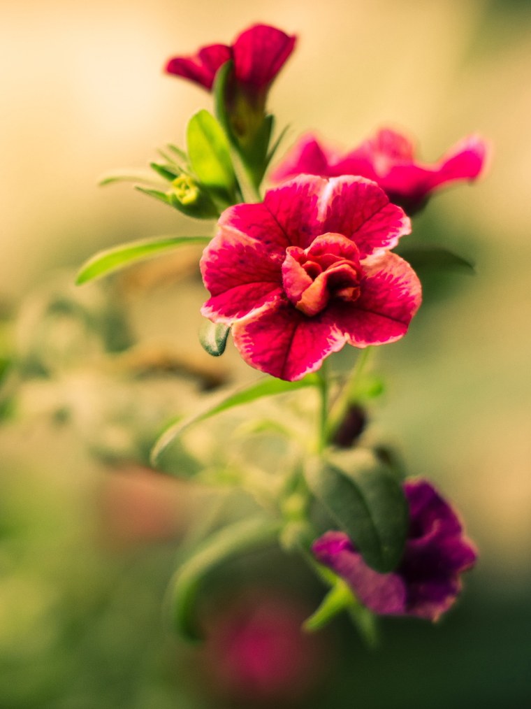 Весенние цветы на айфон