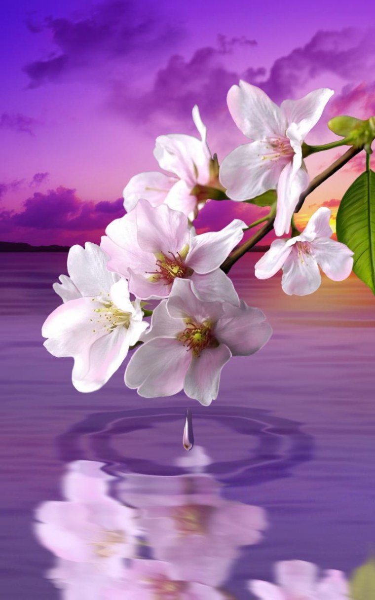 Цветы Сакуры