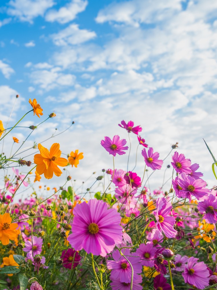 Очень красивые яркие цветы
