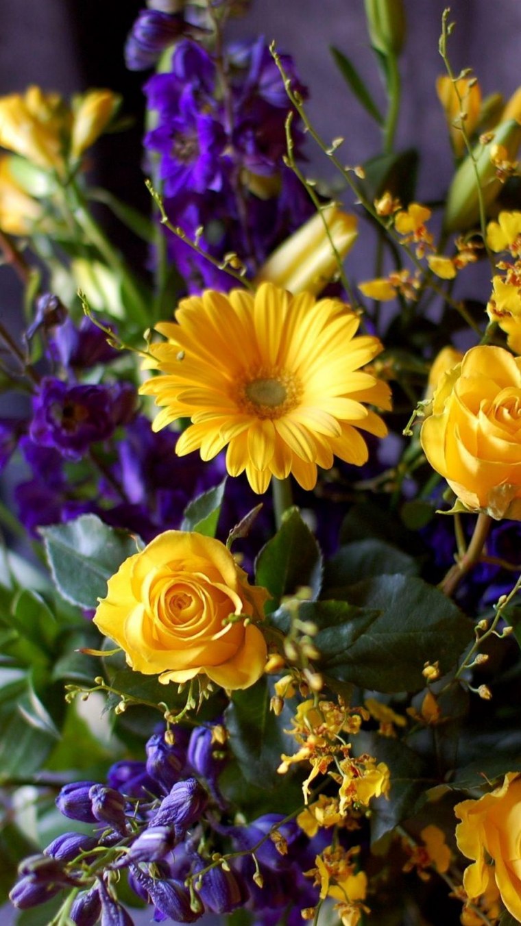 Орхидея торзи Блу