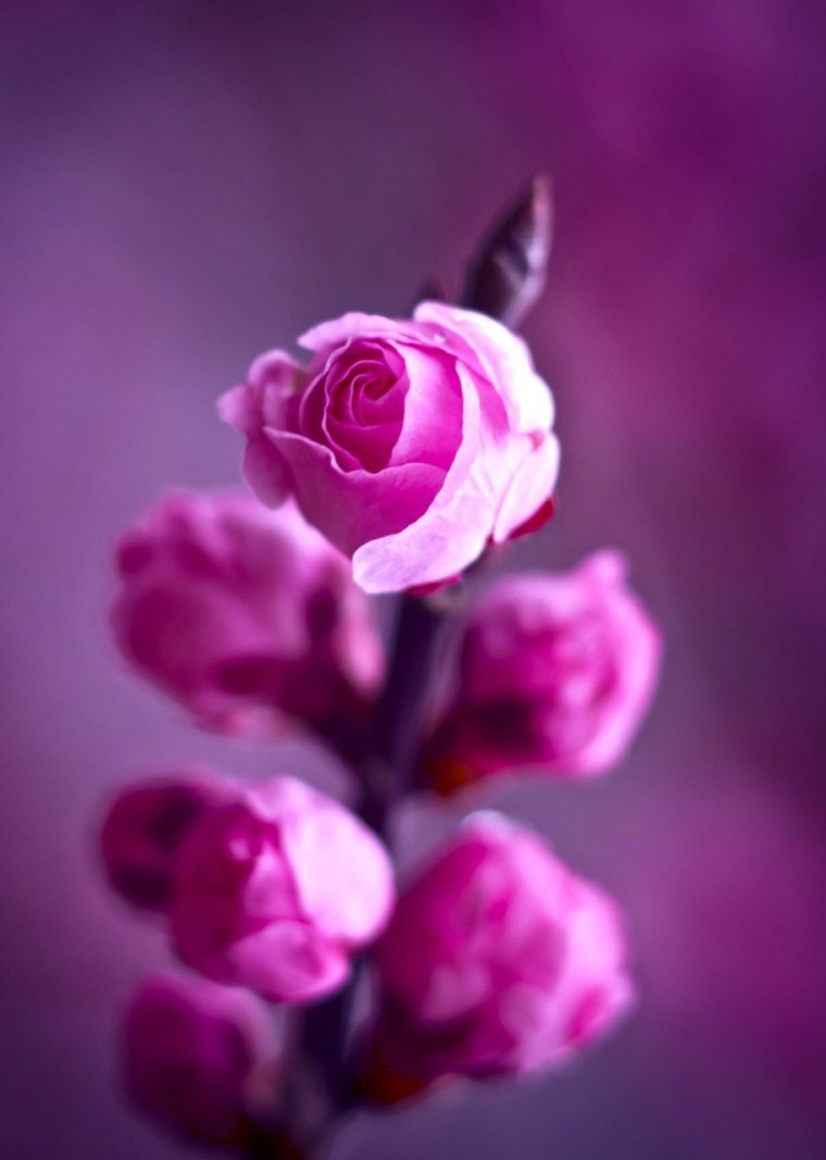 Цветы вертикальные