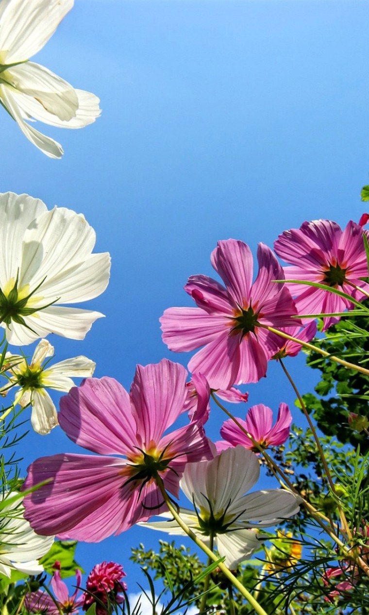 Космея дваждыперистая