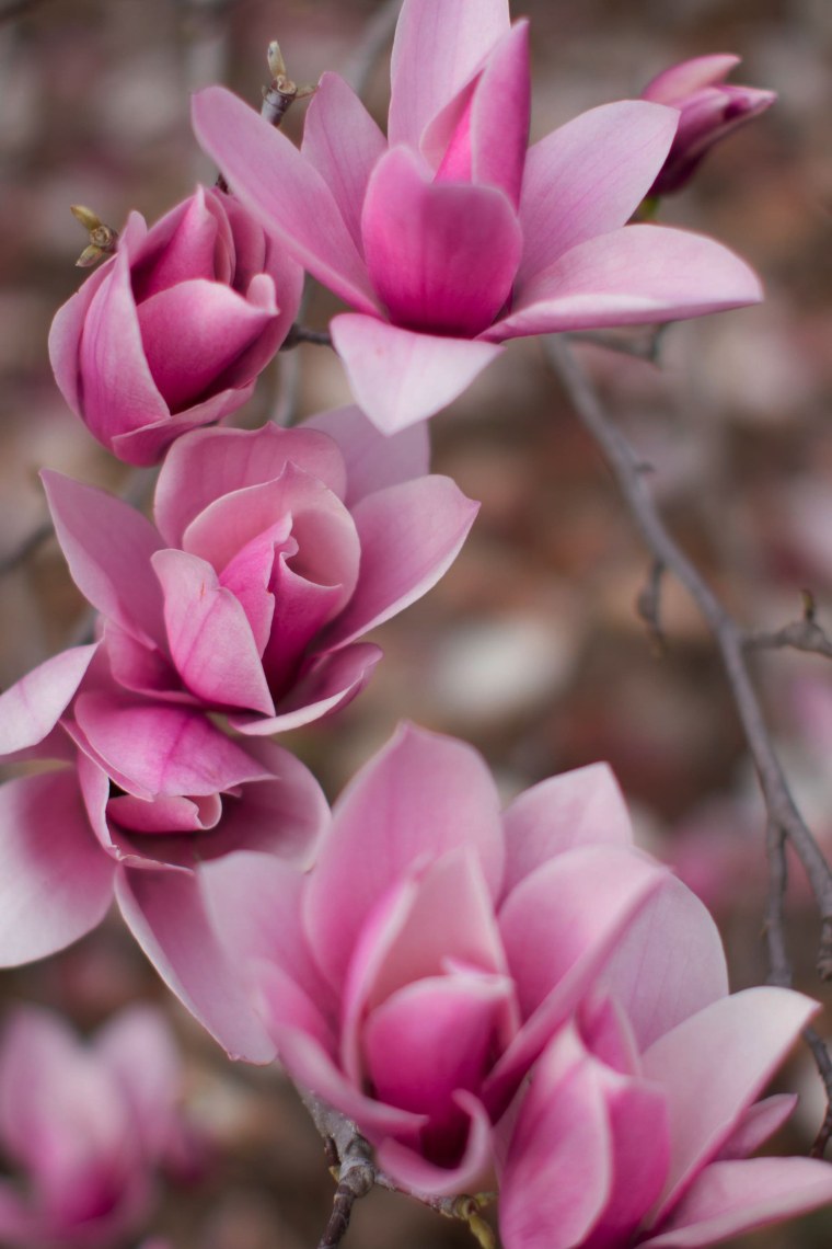 Фаленопсис Бамбу Нэнси