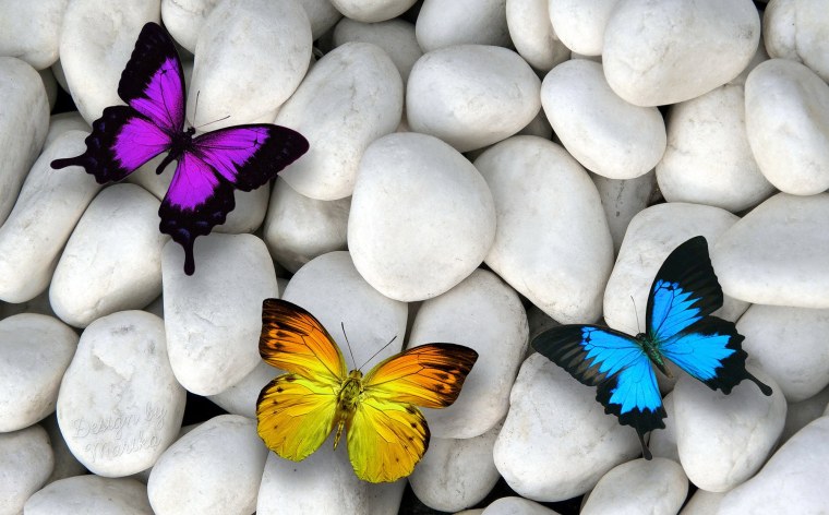 Орхидея Пинк Петалс