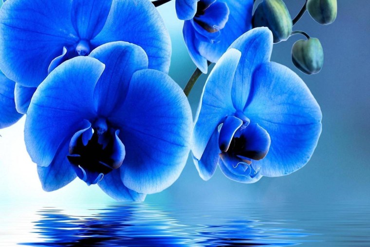 Орхидея голубая Лагуна